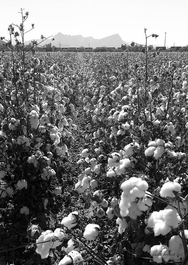 Nature Photograph - Cotton Field 2 by Kume Bryant
