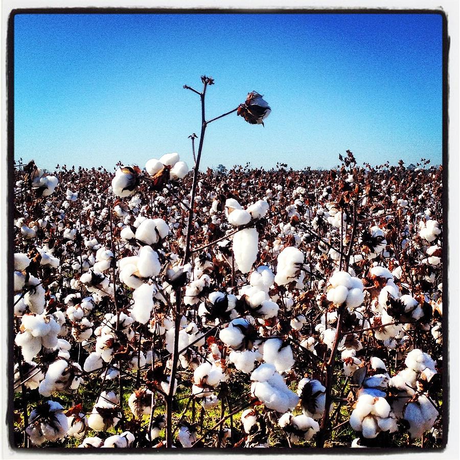Cotton field 2 Photograph by Will Felix