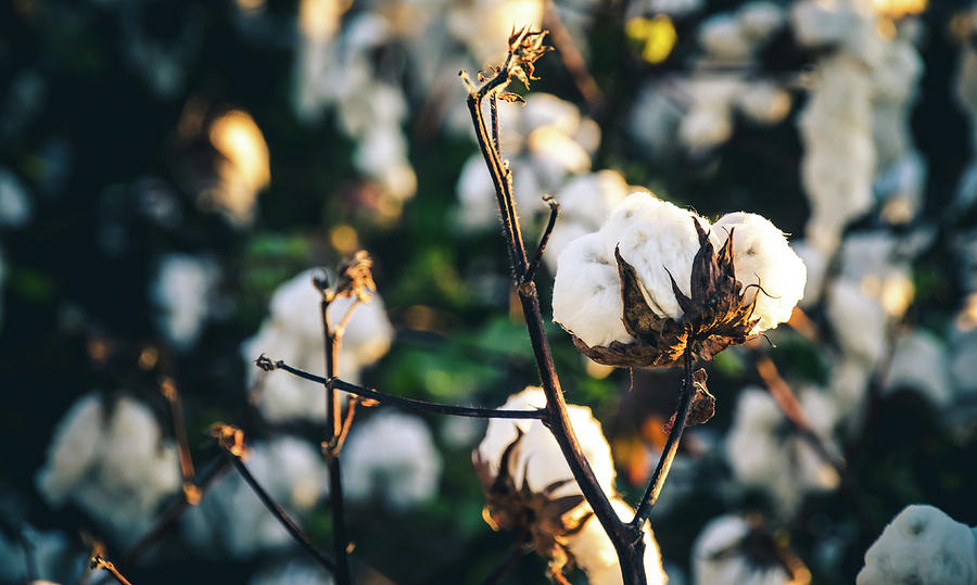 Cotton Field 20 Photograph by Andrea Anderegg
