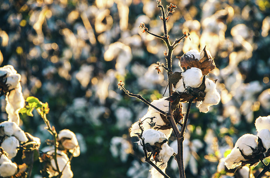 Cotton Field 21 Photograph by Andrea Anderegg