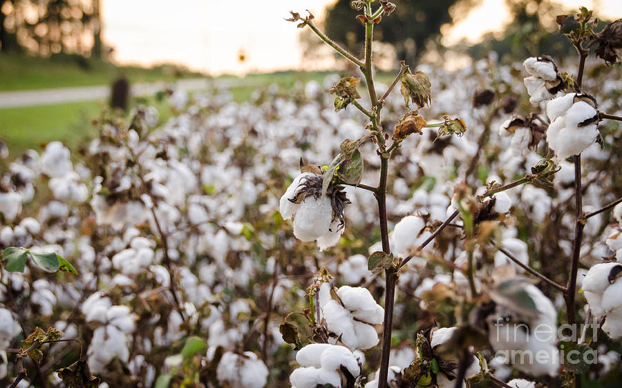Cotton Field 3 Photograph by Andrea Anderegg