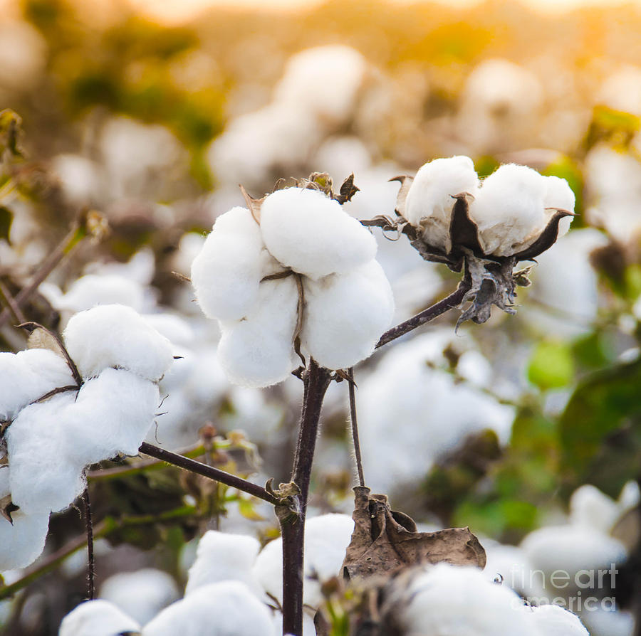 Cotton Field 4 Photograph by Andrea Anderegg