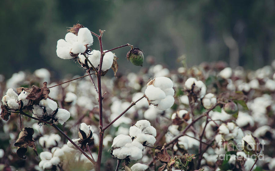 Cotton Field 5 Photograph by Andrea Anderegg