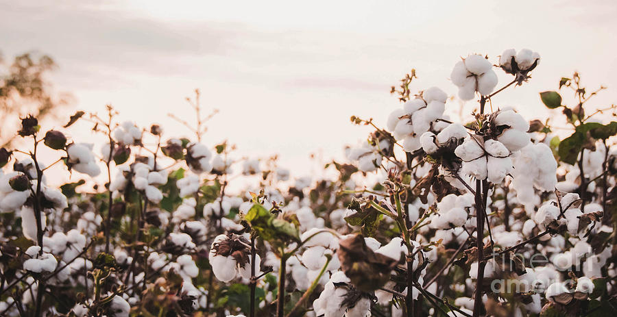 Cotton Field 6 Photograph by Andrea Anderegg