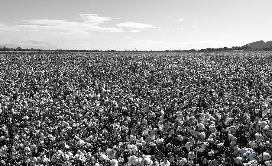 Nature Photograph - Cotton Field 8 by Kume Bryant