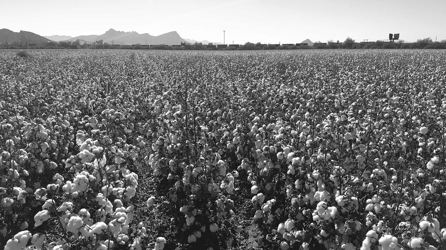 Cotton Field 9 Photograph by Kume Bryant