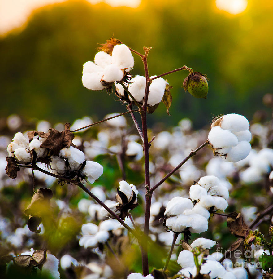 Cotton Field Photograph by Andrea Anderegg