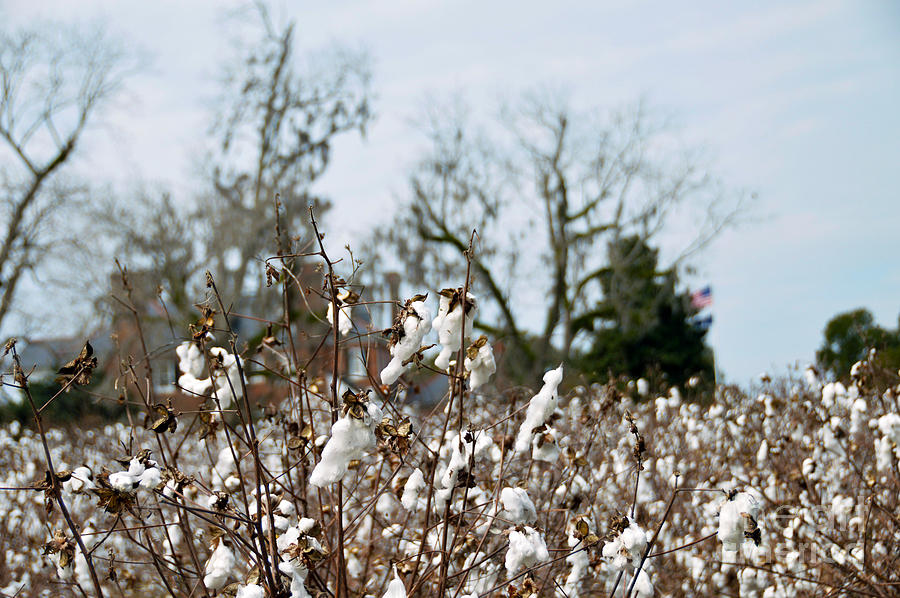 Cotton Field at Boone Hall Plantation Photograph by Catherine Sherman