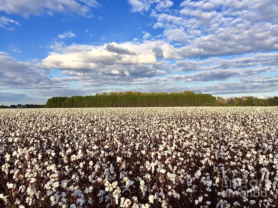 Cotton Field Photograph by Flavia Westerwelle