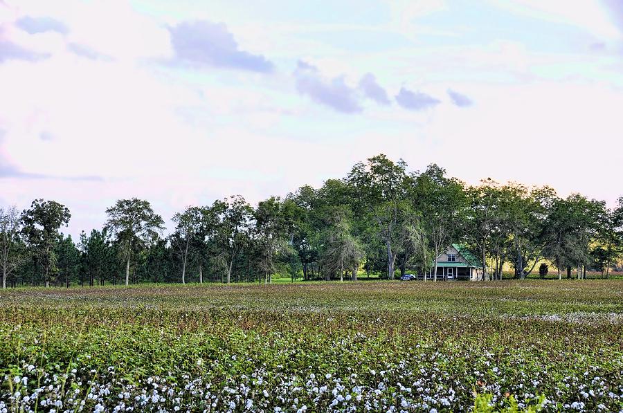 Cotton Field In Georgia Photograph by Jan Amiss Photography