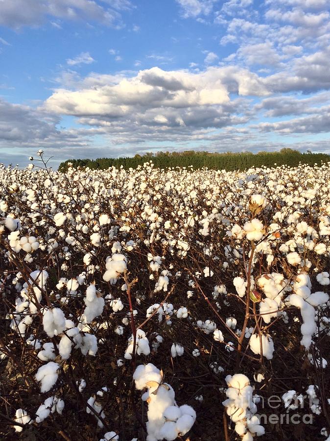 Cotton Field in South Carolina Photograph by Flavia Westerwelle