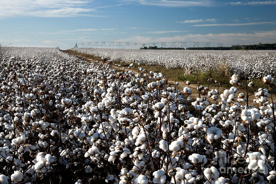 Cotton Field Photograph by Inga Spence