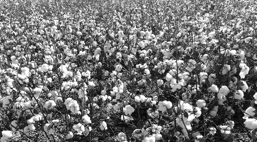 Cotton Field Photograph by Kume Bryant