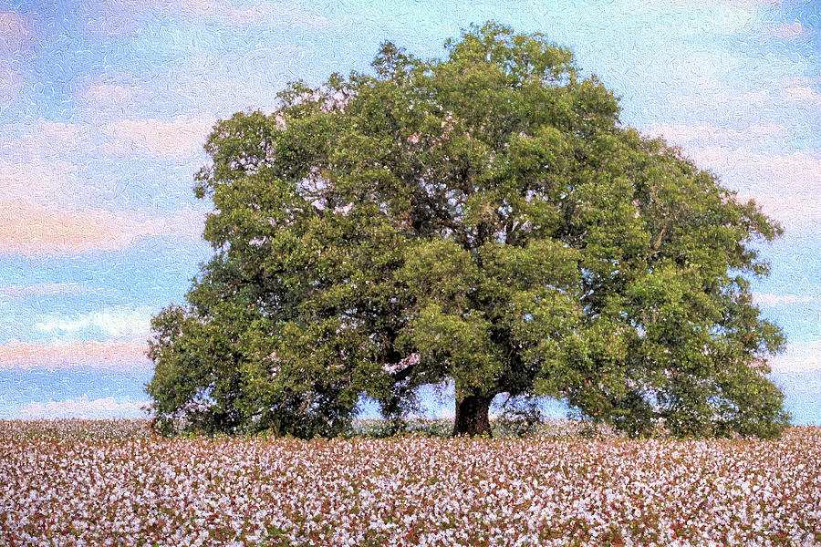 Cotton Photograph - Cotton Field Pastels by JC Findley