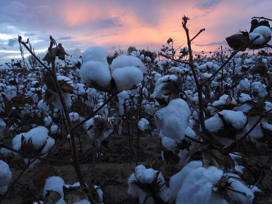 Cotton Field Sunrise Photograph by Delana Epperson - Fine Art America