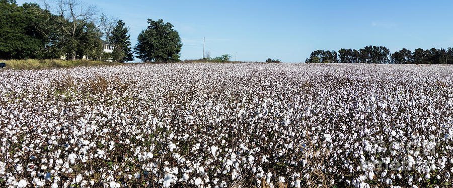 Cotton Field Photograph by Thomas Marchessault