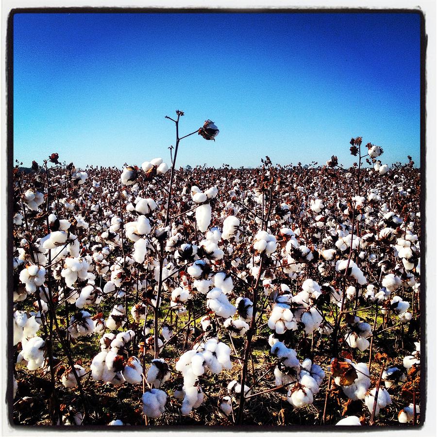 Cotton field Photograph by Will Felix