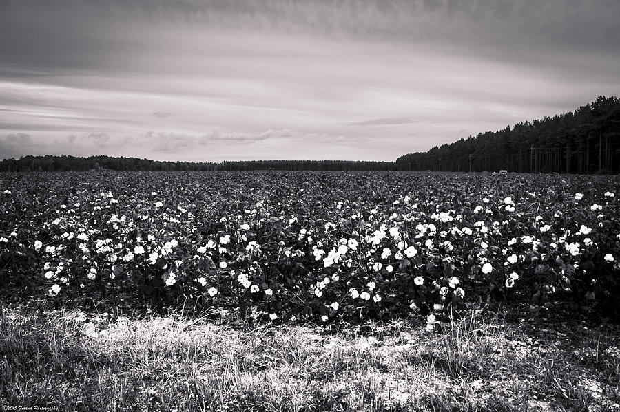 Cotton Fields Black and White Photograph by Debra Forand