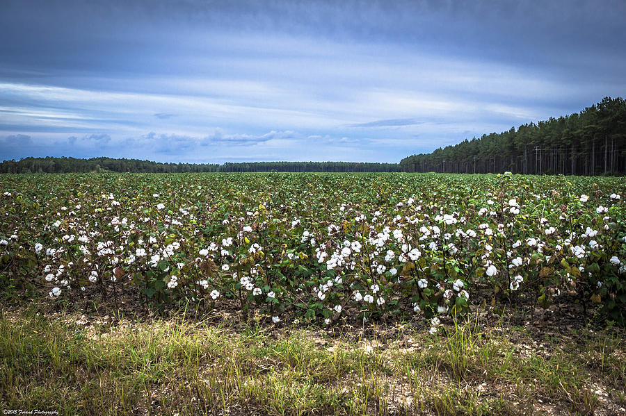 Cotton Fields  Photograph by Debra Forand