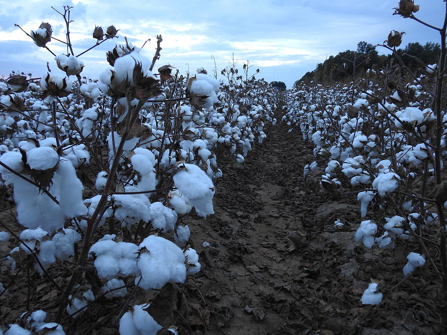 Cotton Fields Photograph by Delana Epperson - Fine Art America