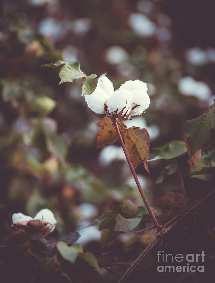 Sunset Photograph - Cotton Flower 2 by Andrea Anderegg