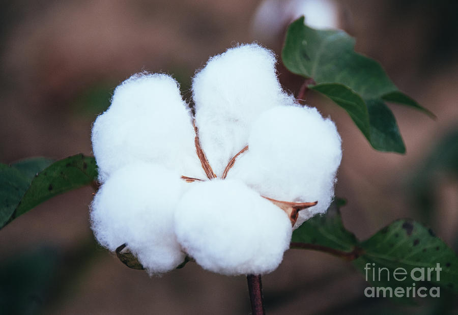 Cotton Flower 3 Photograph by Andrea Anderegg