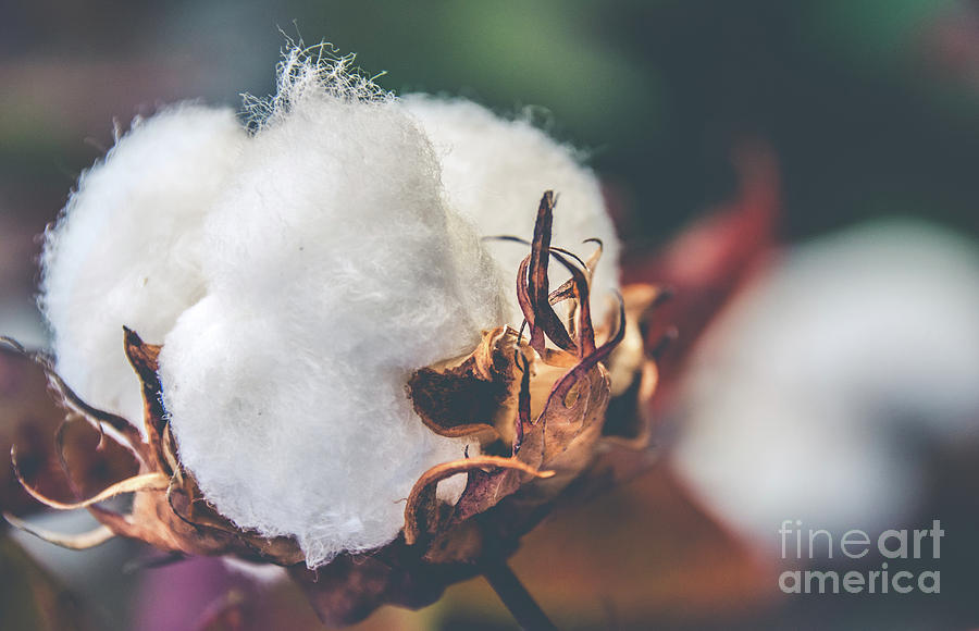 Cotton Flower Photograph by Andrea Anderegg