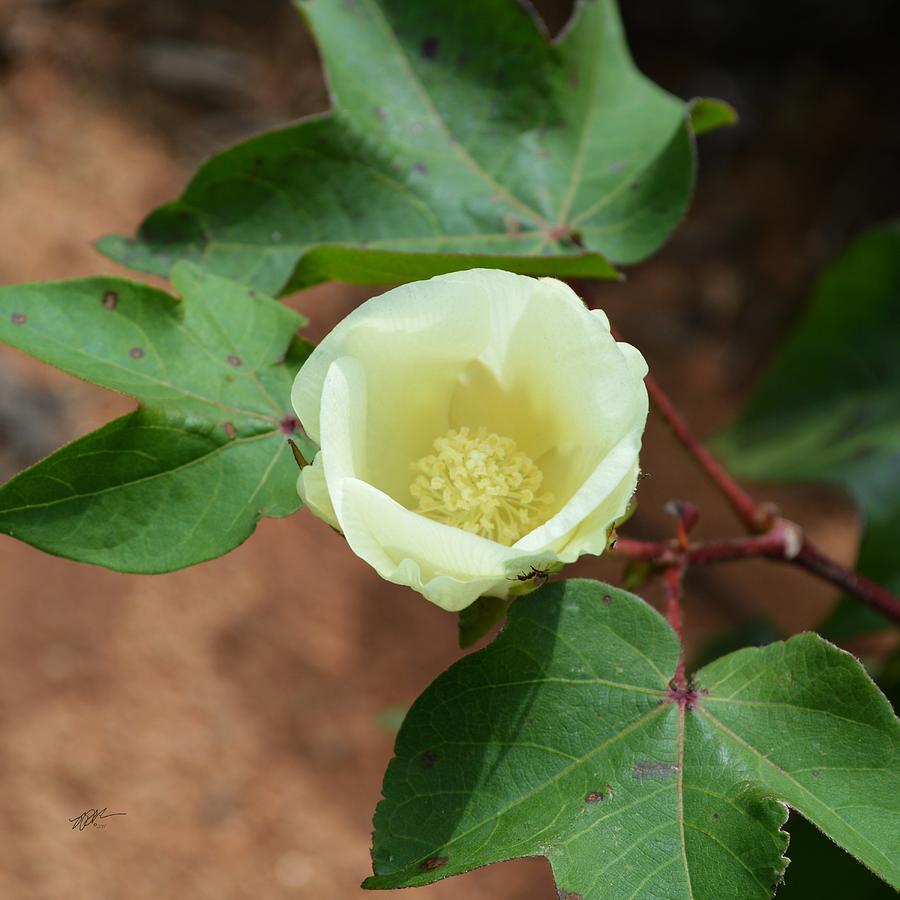 Cotton Flower Bloom Photograph by rd Erickson