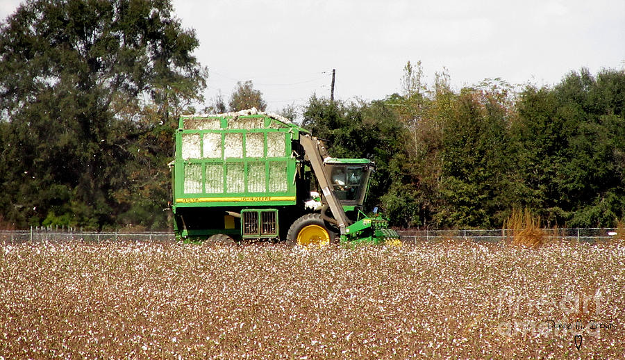 Cotton Picker Photograph by Donna Brown