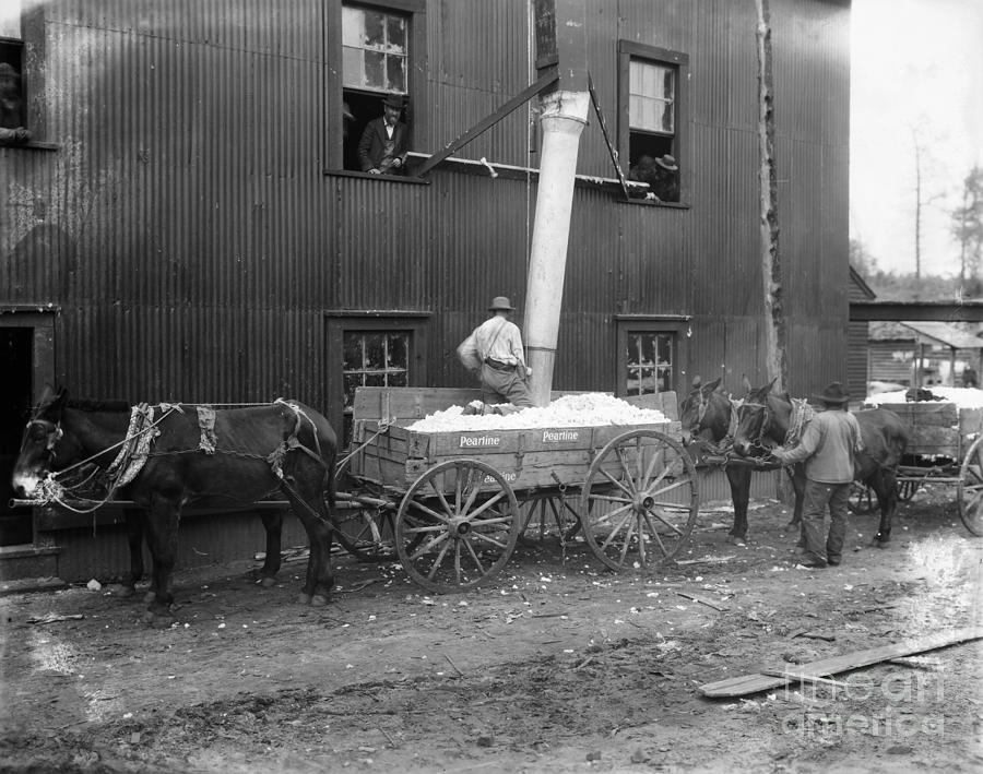 Cotton Ginning, 1902 Photograph by Granger