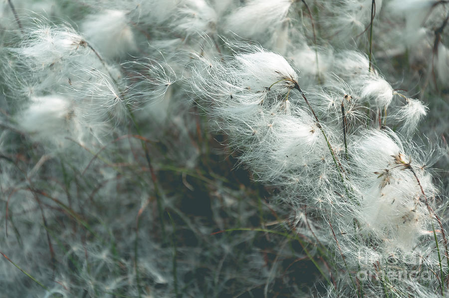 Cotton grass Photograph by Mariusz Talarek