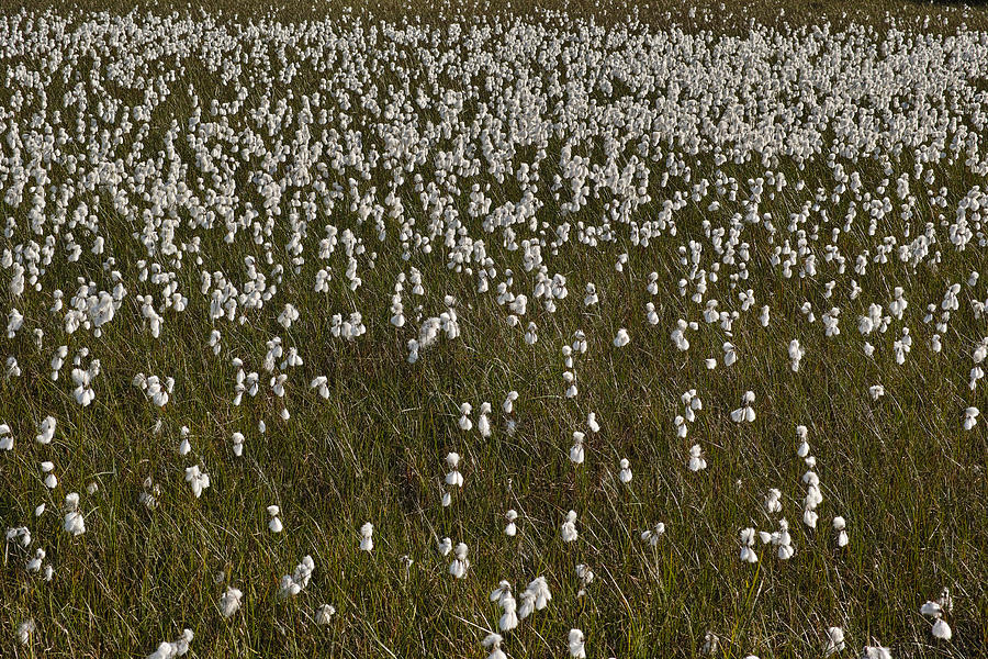 Cotton Grass Photograph by Pekka Sammallahti