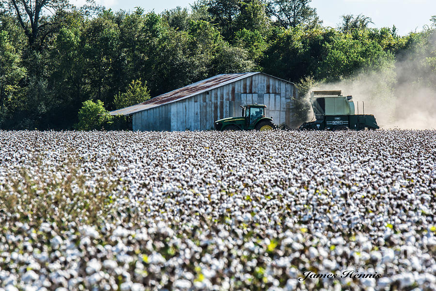 Cotton Harvest Photograph by Metaphor Photo