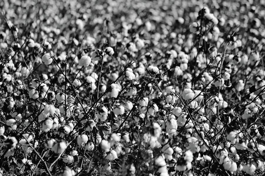 Cotton In Black And White Photograph by Cynthia Guinn