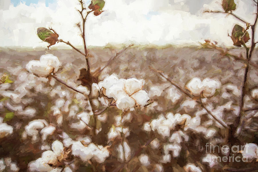 Nature Photograph - Cotton is King by Scott Pellegrin