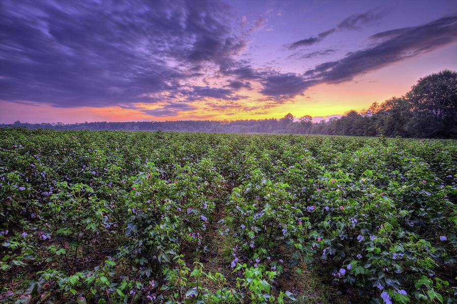 Sunset Photograph - Cotton by JC Findley