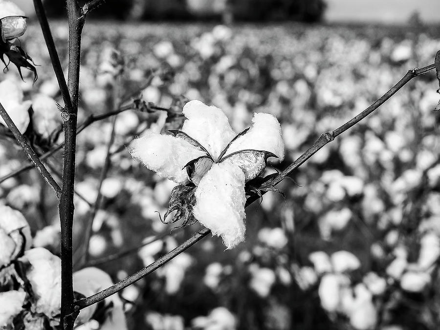 Cotton Photograph by Jerry Connally