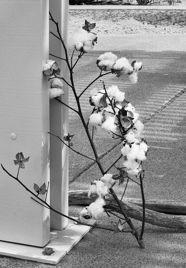 Cotton Photograph by Jessica Levant