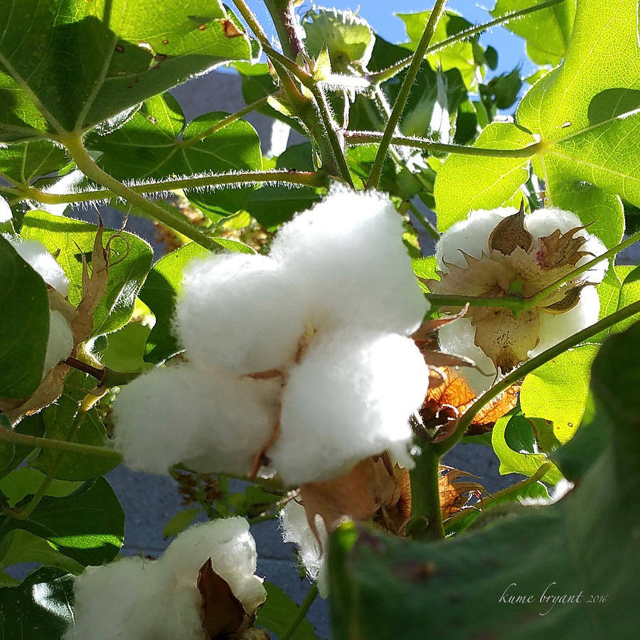 Cotton No1 Photograph by Kume Bryant