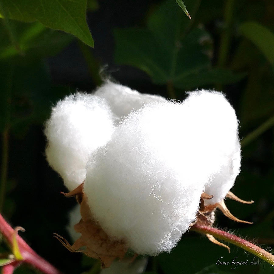 Cotton No2 Photograph by Kume Bryant