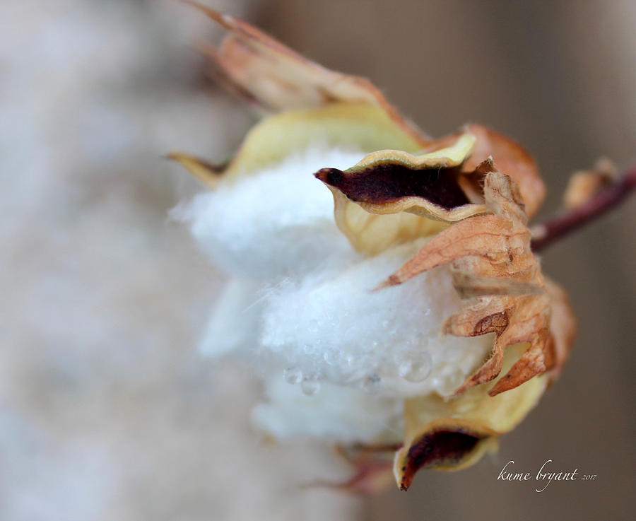 Nature Photograph - Cotton No3 by Kume Bryant