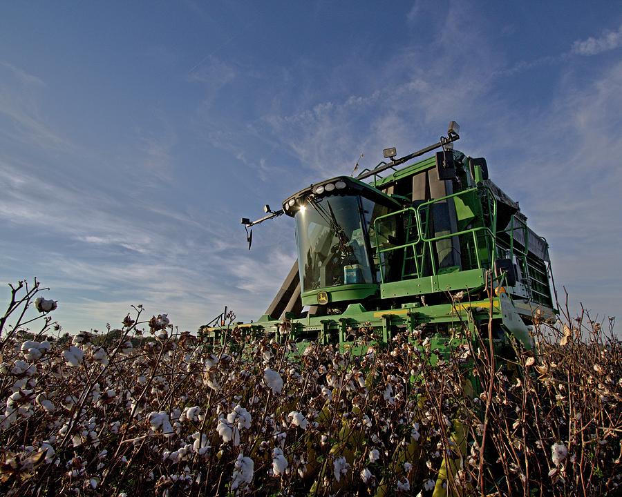 Cotton Pickin Photograph by David Zarecor