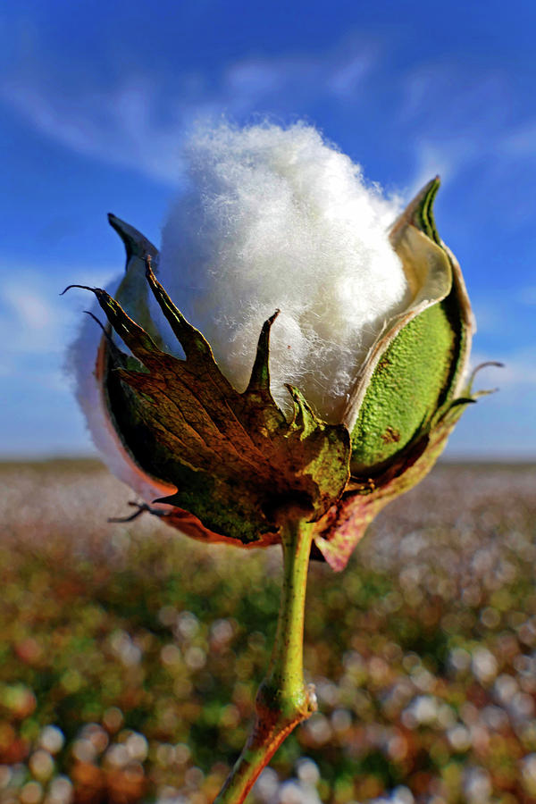 Cotton Pickin Photograph by Skip Hunt