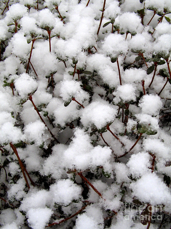 Cotton-puff snow Photograph by William Kuta