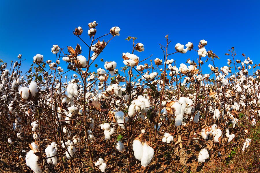 Cotton Photograph by Raul Rodriguez