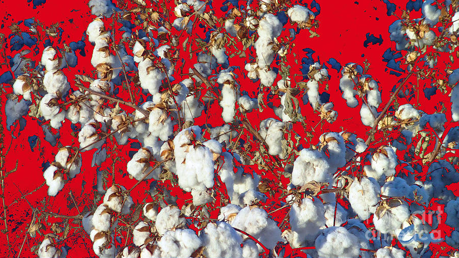 Denver Digital Art - Cotton Red White Blue and You by Feile Case