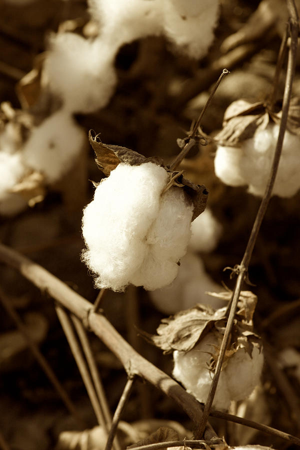 Cotton Photograph - Cotton Sepia2 by Brooke Roby