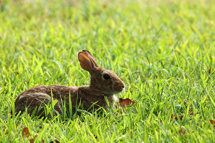 Cotton-tail Rabbit Lying in Grass Photograph by Sheila Brown