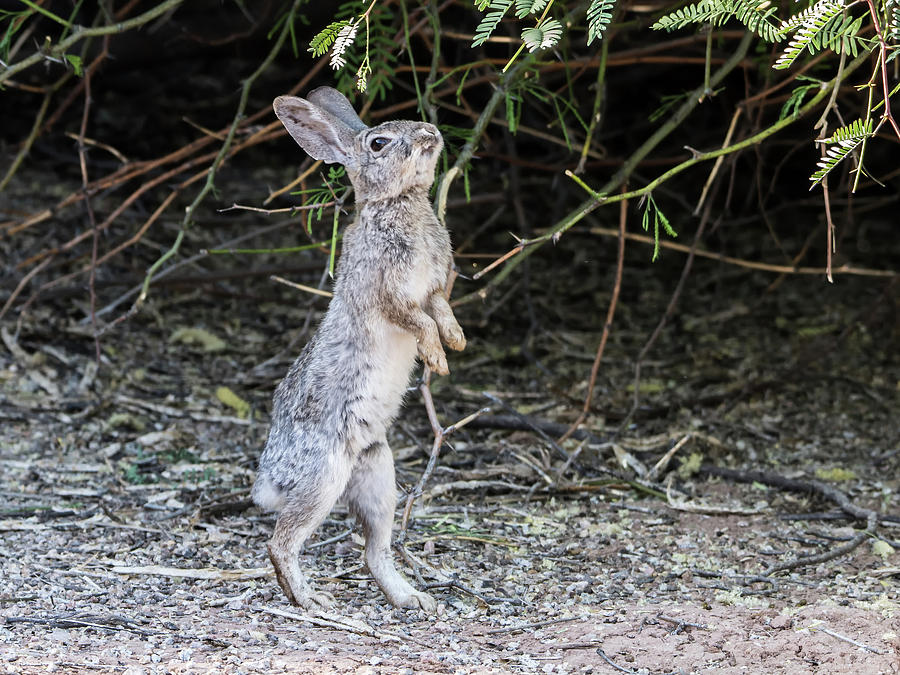 Cotton Tail Rabbit Photograph by Tam Ryan