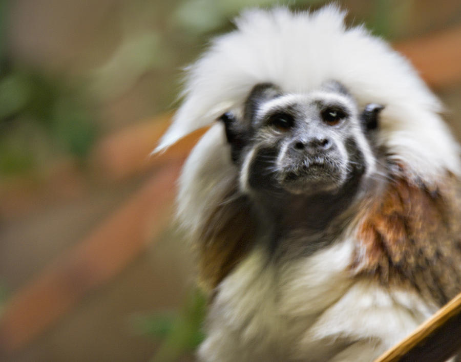 Cotton-top Tamarin _ 1a Photograph by Walter Herrit